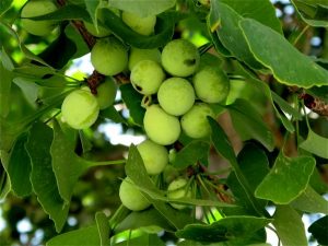Hình ảnh về cây bạch quả
